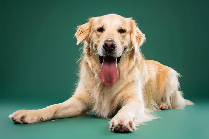 Uso de S. boulardii em Cães